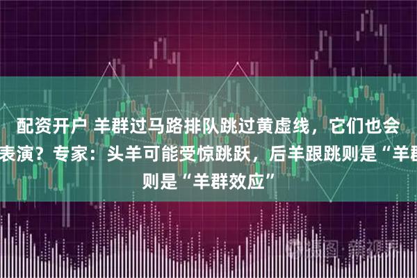 配资开户 羊群过马路排队跳过黄虚线，它们也会无实物表演？专家：头羊可能受惊跳跃，后羊跟跳则是“羊群效应”